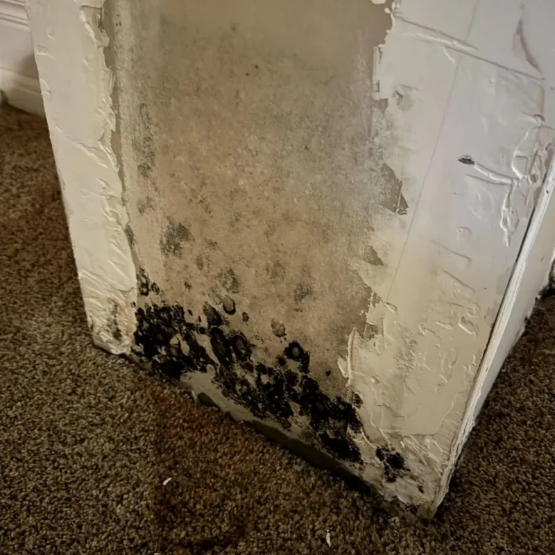 Professional Mold Removal in East Hampton, VA